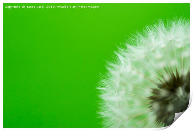 Dandelion Green Print by DiFigiano Photography