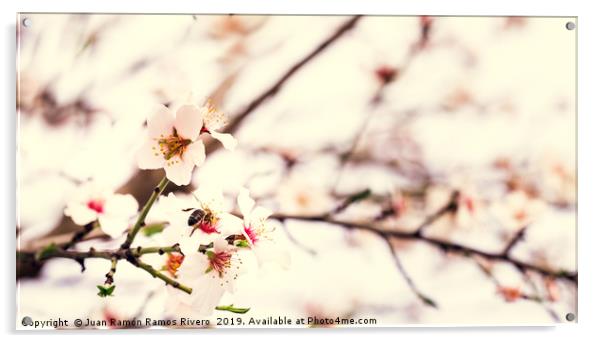 Bee on almond tree flower, beautiful springtime bl Acrylic by Juan Ramón Ramos Rivero