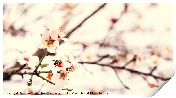 Bee on almond tree flower, beautiful springtime bl Print by Juan Ramón Ramos Rivero