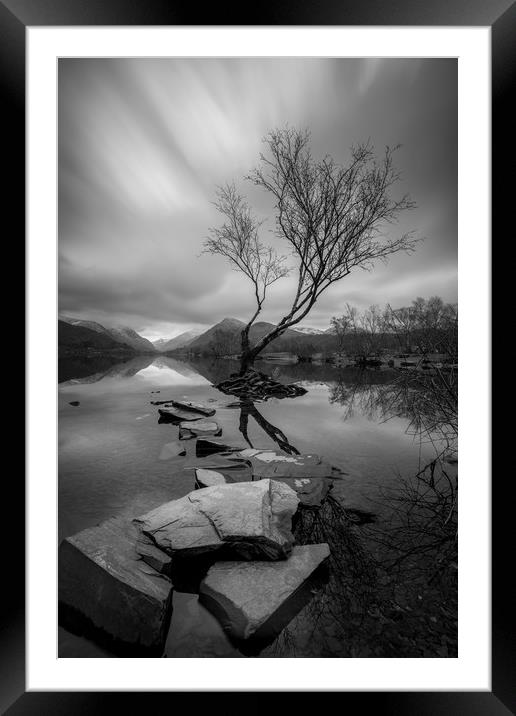 Lone Birch Framed Mounted Print by Jed Pearson