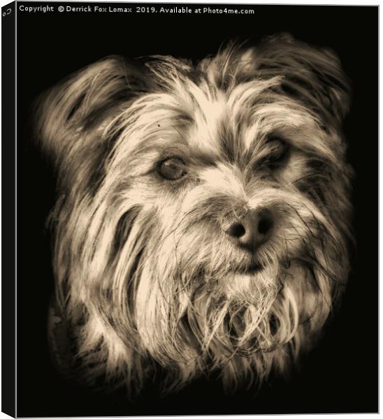  Yorkshire Terrier dog portrait Canvas Print by Derrick Fox Lomax