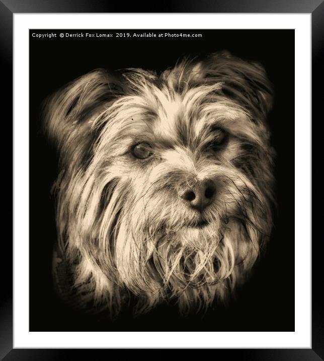  Yorkshire Terrier dog portrait Framed Mounted Print by Derrick Fox Lomax