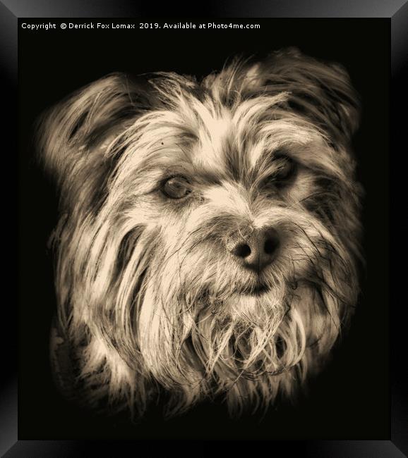  Yorkshire Terrier dog portrait Framed Print by Derrick Fox Lomax