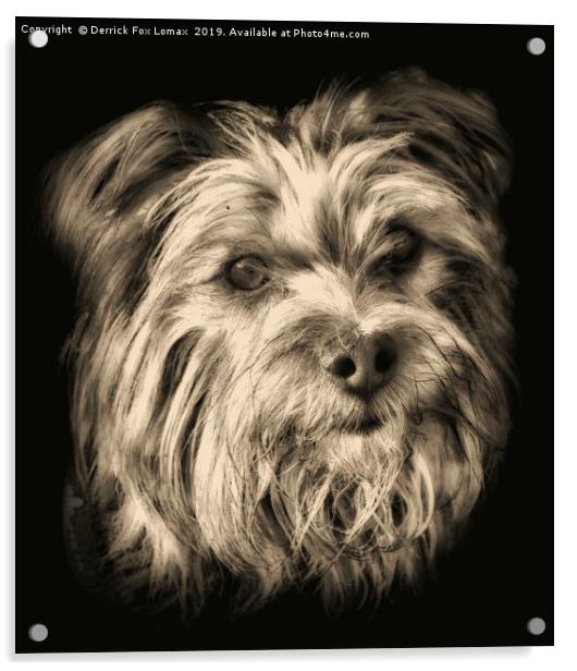  Yorkshire Terrier dog portrait Acrylic by Derrick Fox Lomax
