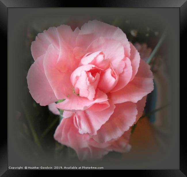 A Touch of Pink Framed Print by Heather Goodwin