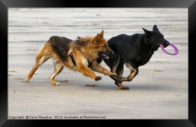 Dogs At Play Framed Print by Kevin Maughan