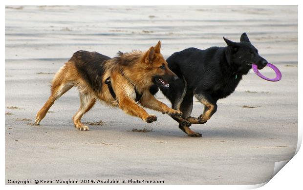Dogs At Play Print by Kevin Maughan