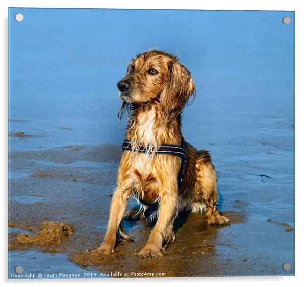 The Perfect Dog Pose Acrylic by Kevin Maughan