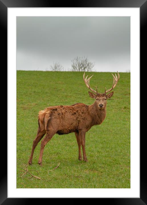 The red deer (Cervus elaphus Framed Mounted Print by Images of Devon