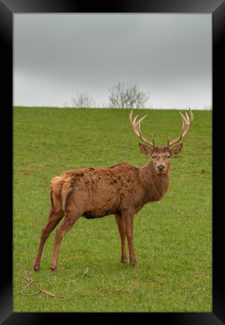 The red deer (Cervus elaphus Framed Print by Images of Devon