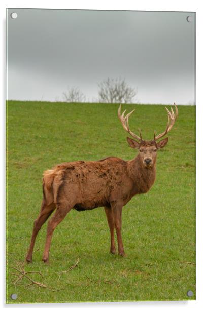 The red deer (Cervus elaphus Acrylic by Images of Devon