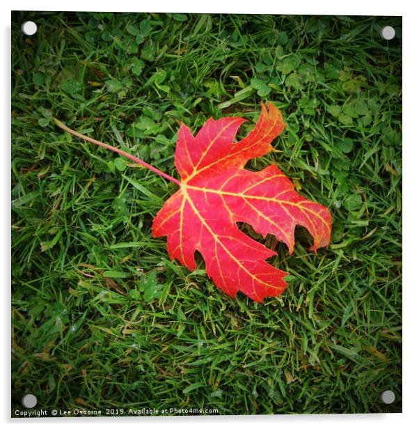 Red Leaf Acrylic by Lee Osborne