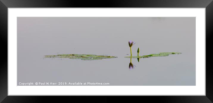Lily on the water ... Framed Mounted Print by Paul W. Kerr