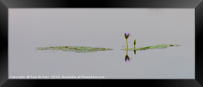 Lily on the water ... Framed Print by Paul W. Kerr