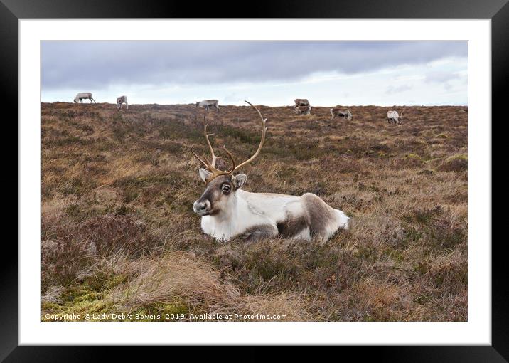 Reindeer having a rest  Framed Mounted Print by Lady Debra Bowers L.R.P.S