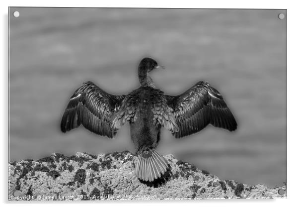 Cormorant On Rocks Acrylic by James Lavott