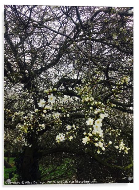 Cherry Blossom in Spring Acrylic by Ailsa Darragh