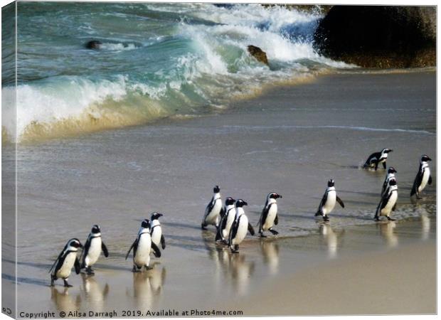 Penguins on Boulder Beach, Cape Town Canvas Print by Ailsa Darragh