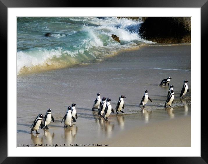 Penguins on Boulder Beach, Cape Town Framed Mounted Print by Ailsa Darragh
