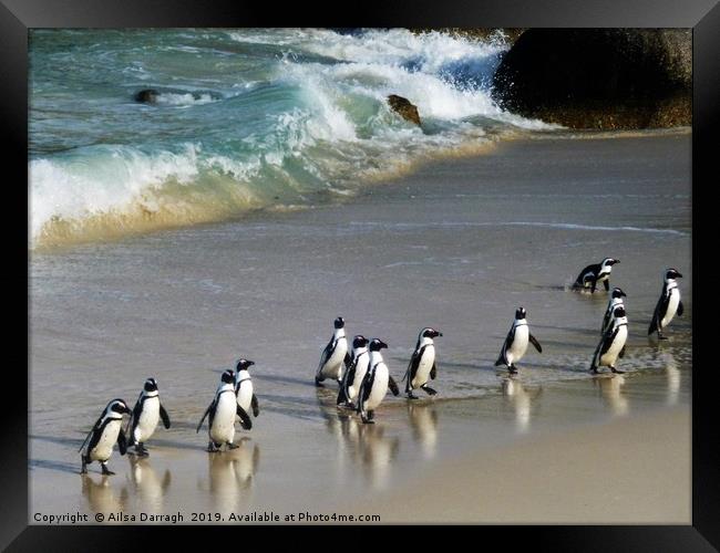 Penguins on Boulder Beach, Cape Town Framed Print by Ailsa Darragh