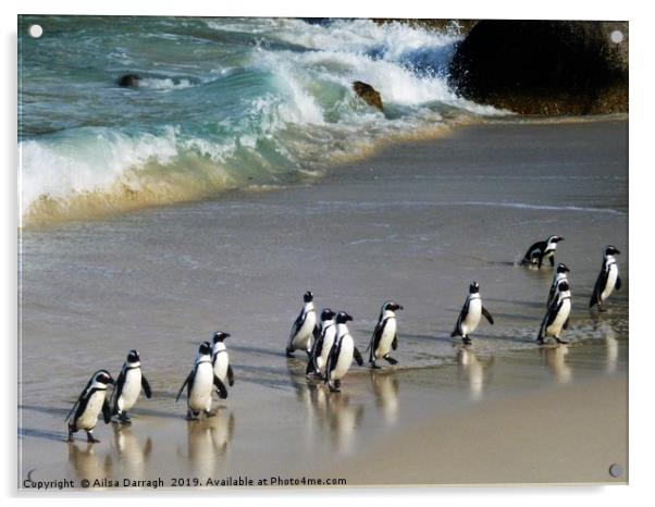 Penguins on Boulder Beach, Cape Town Acrylic by Ailsa Darragh