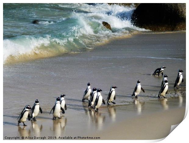 Penguins on Boulder Beach, Cape Town Print by Ailsa Darragh