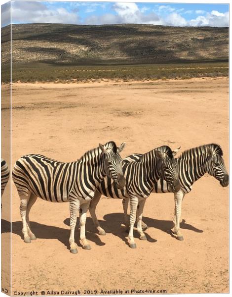 Three Zebras on safari in South Africa Canvas Print by Ailsa Darragh