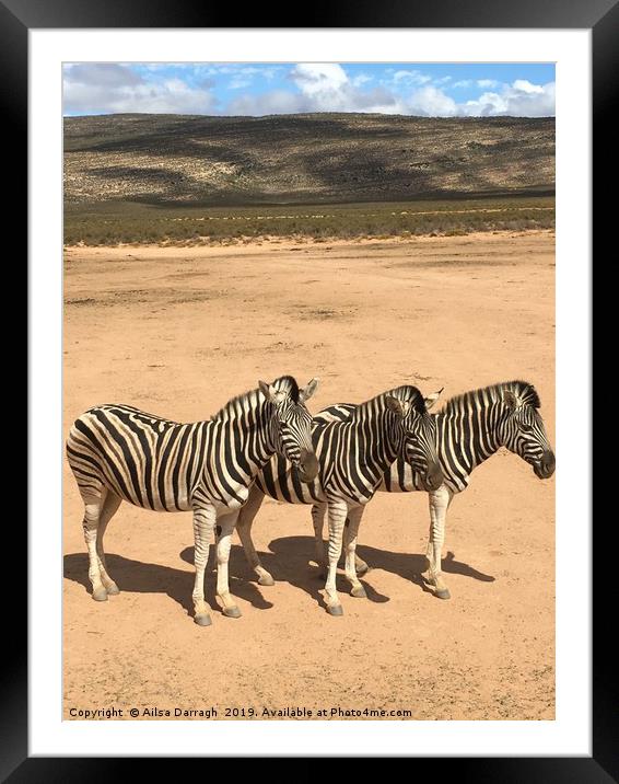 Three Zebras on safari in South Africa Framed Mounted Print by Ailsa Darragh