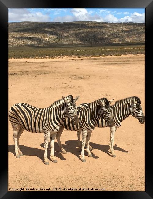 Three Zebras on safari in South Africa Framed Print by Ailsa Darragh