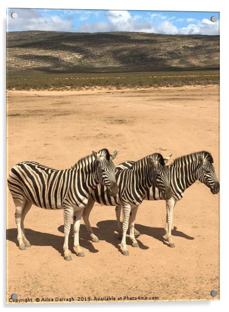 Three Zebras on safari in South Africa Acrylic by Ailsa Darragh