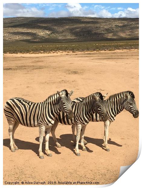 Three Zebras on safari in South Africa Print by Ailsa Darragh