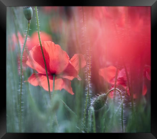 Summer Poppies Framed Print by Ceri Jones