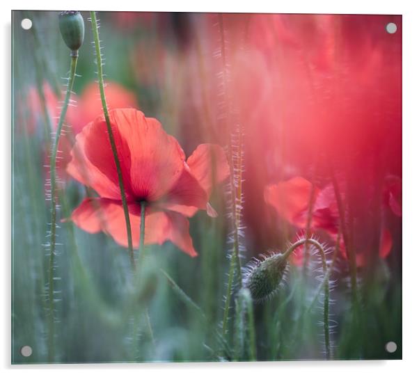 Summer Poppies Acrylic by Ceri Jones