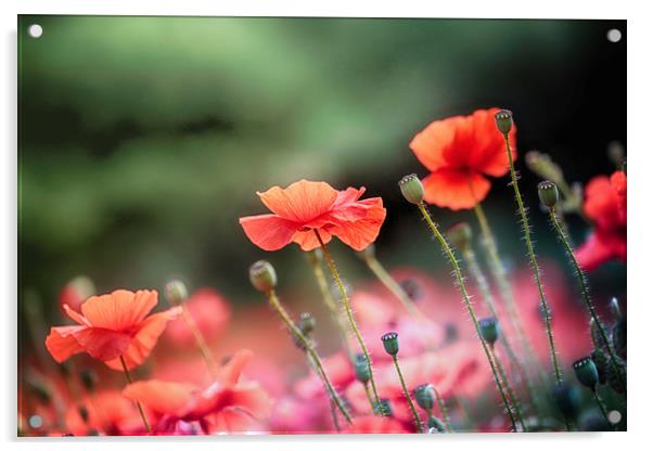 Wild Red Poppies Acrylic by Ceri Jones