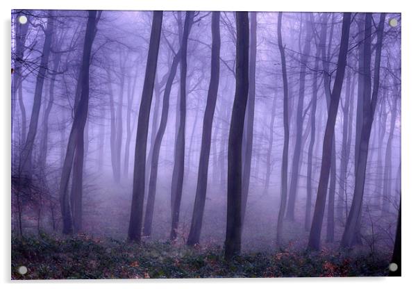 Foggy Woodlands Acrylic by Ceri Jones