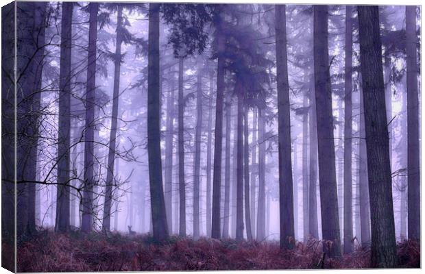 Winter Foggy Pine Woodlands Canvas Print by Ceri Jones