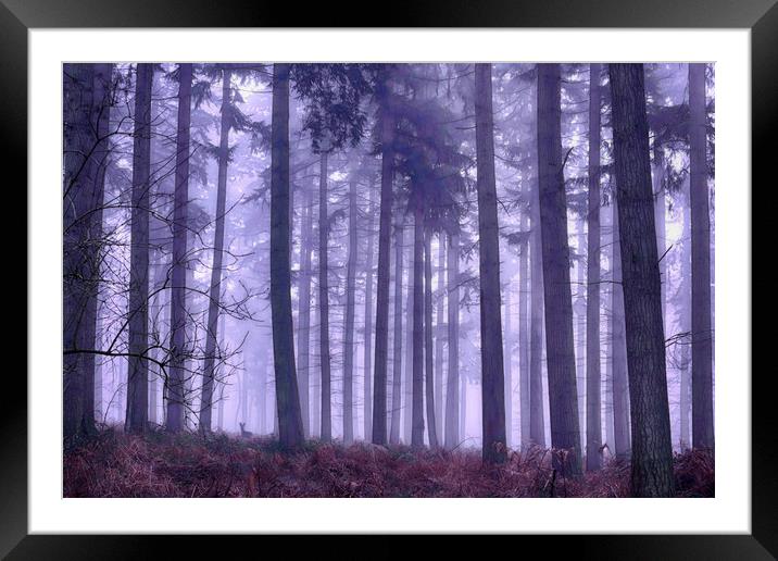 Winter Foggy Pine Woodlands Framed Mounted Print by Ceri Jones