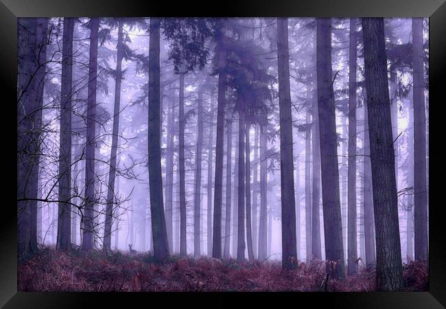 Winter Foggy Pine Woodlands Framed Print by Ceri Jones