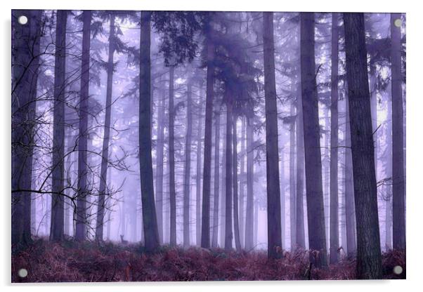 Winter Foggy Pine Woodlands Acrylic by Ceri Jones