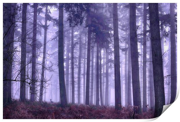 Winter Foggy Pine Woodlands Print by Ceri Jones