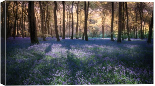 Spring Bluebell Woodlands Canvas Print by Ceri Jones
