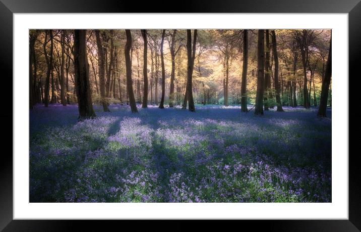 Spring Bluebell Woodlands Framed Mounted Print by Ceri Jones