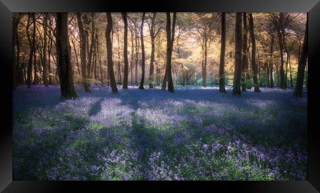 Spring Bluebell Woodlands Framed Print by Ceri Jones