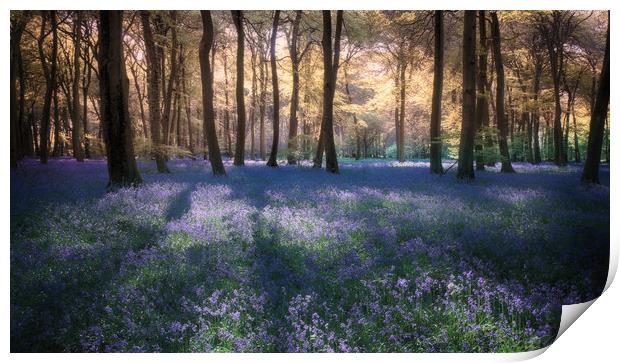 Spring Bluebell Woodlands Print by Ceri Jones