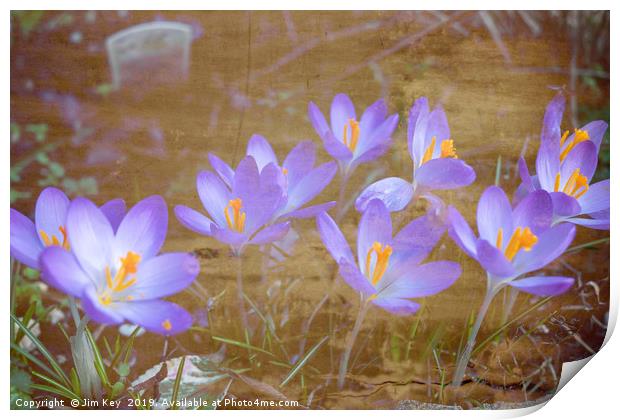 Crocuses Digital Art Print by Jim Key