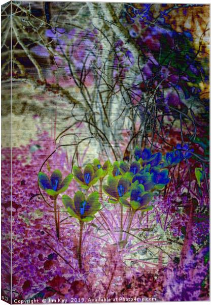 Colours of Spring Canvas Print by Jim Key