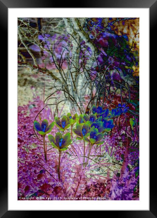 Colours of Spring Framed Mounted Print by Jim Key