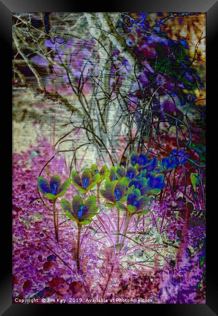 Colours of Spring Framed Print by Jim Key