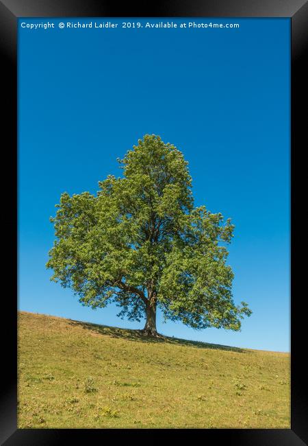 A solitary Ash tree on a sloping meadow in summer Framed Print by Richard Laidler