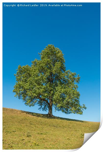A solitary Ash tree on a sloping meadow in summer Print by Richard Laidler